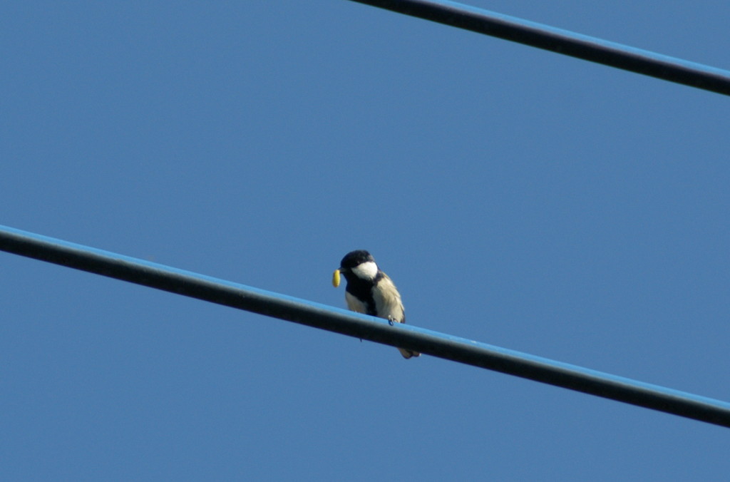 シジュウカラの食事