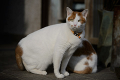 20161231neko3
