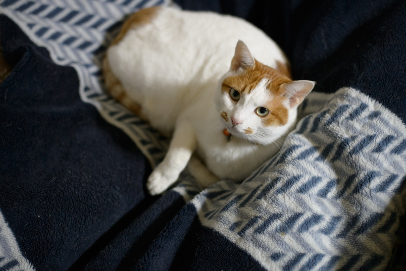 20170102neko1