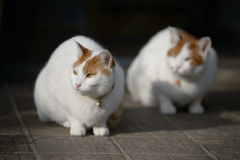 20161231neko2