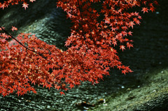 紅葉２