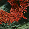 紅葉２