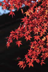 紅葉１