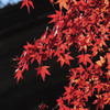 紅葉１