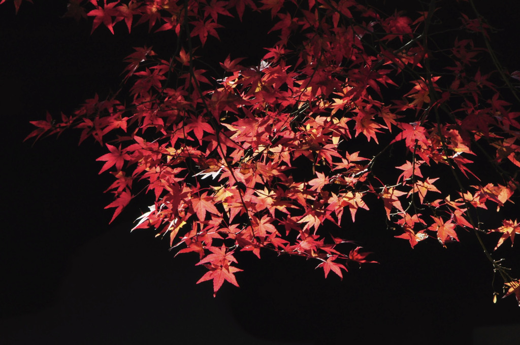 紅葉　光