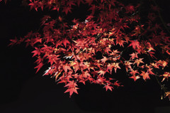 紅葉　光