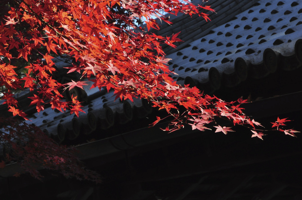 紅葉３