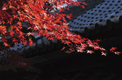 紅葉３