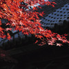 紅葉３