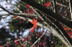 紅葉