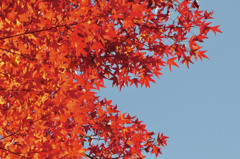 紅葉　秋空
