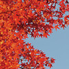 紅葉　秋空
