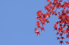 紅葉　秋空