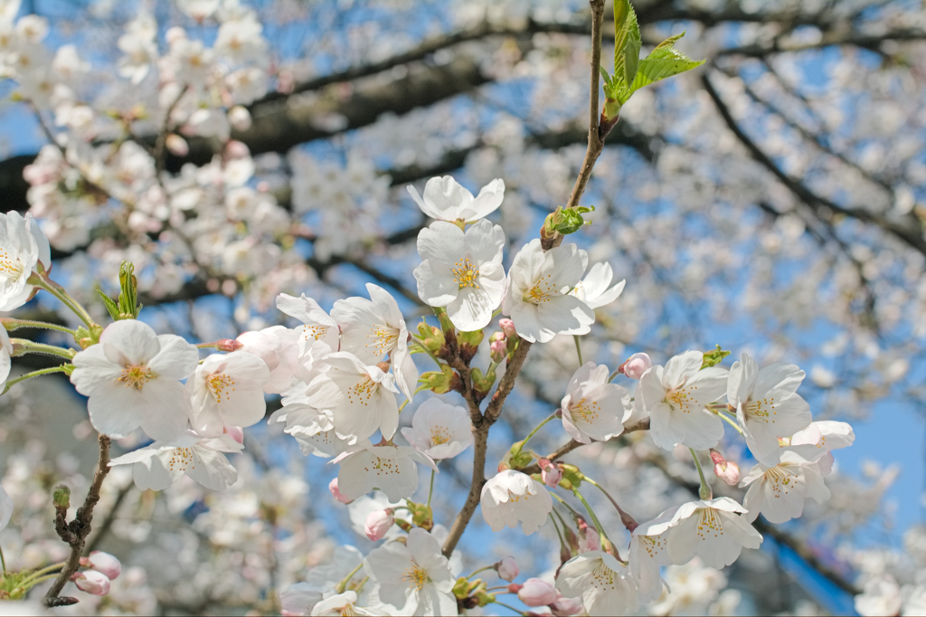 桜　－2014－