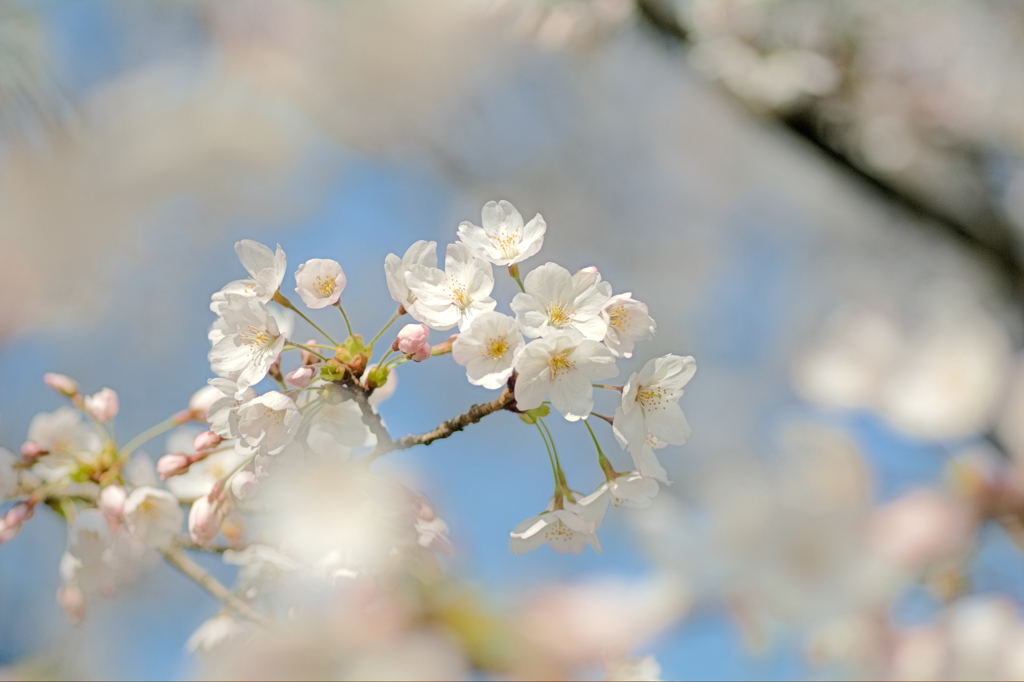 桜　８分咲き。2014  
