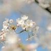 桜　８分咲き。2014  