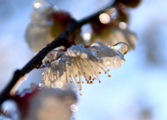 凍える梅の花