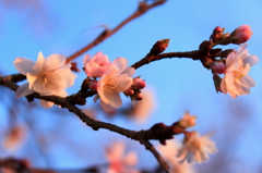 寒桜