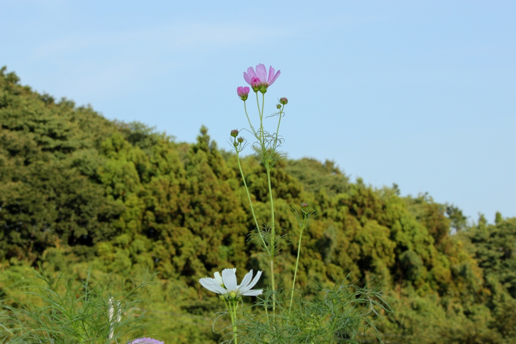 山より高し