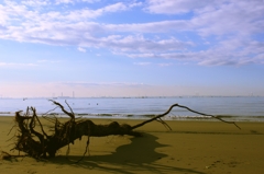 晩秋の海と流木