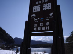 西湖・看板の間から富士山こんにちわｗ