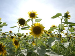 向日葵＠益子