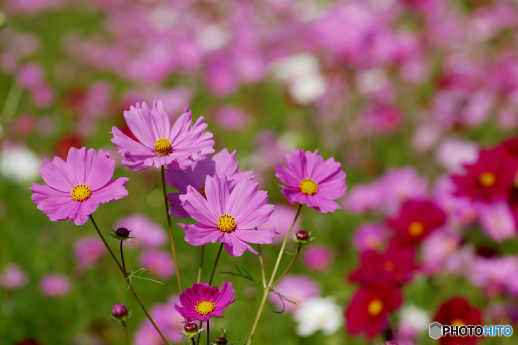 秋桜Ⅳ