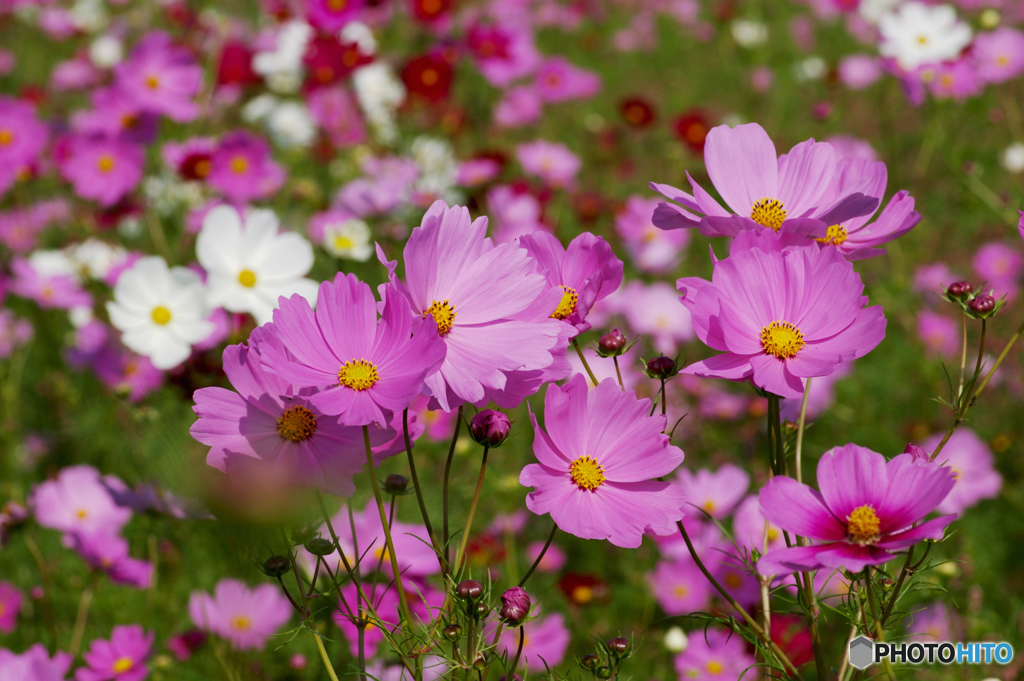 秋桜Ⅰ