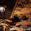 金ヶ崎夜桜