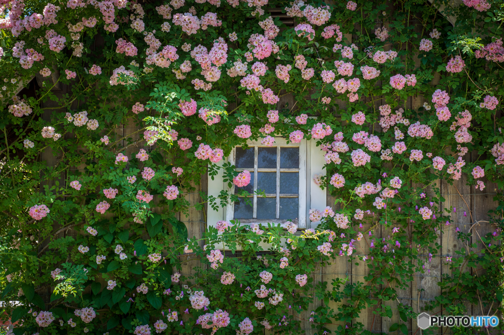 薔薇の窓