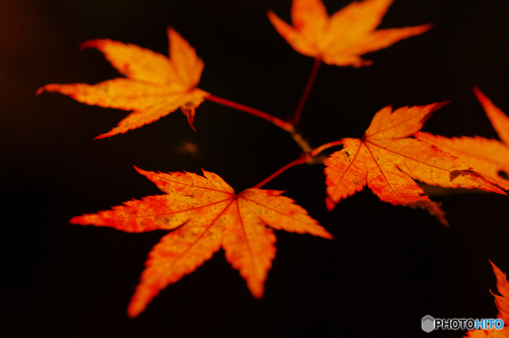 紅葉4