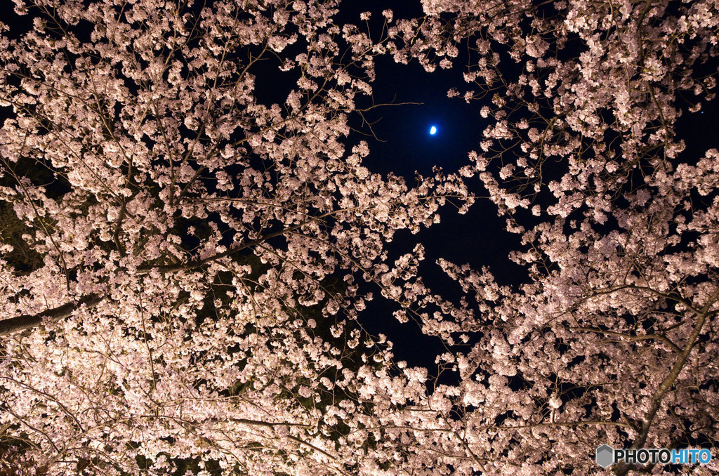 上弦の月と夜桜