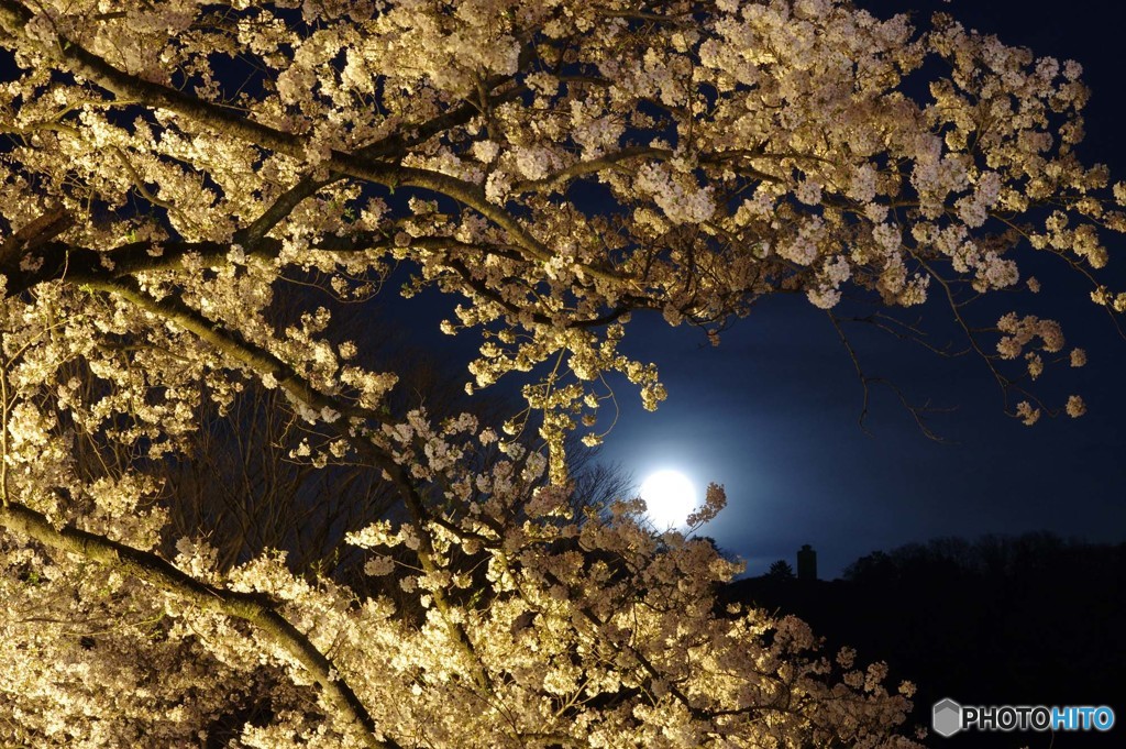 月夜の桜