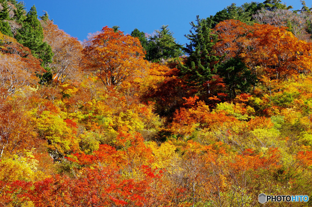 ホワイトロード紅葉２