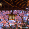 金ヶ崎夜桜