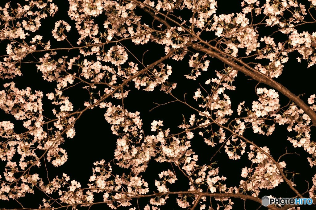 夜桜