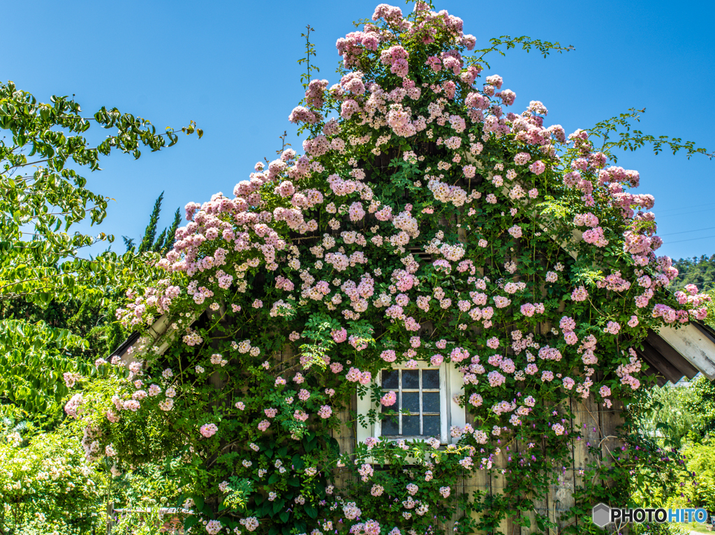 花小屋