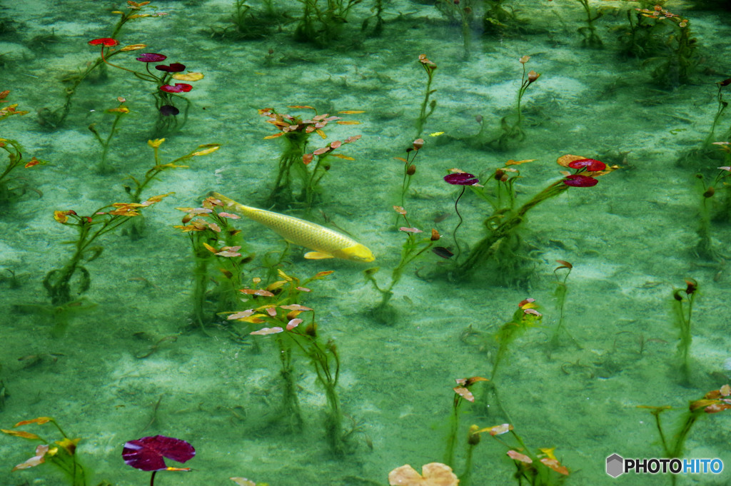 モネの池の金