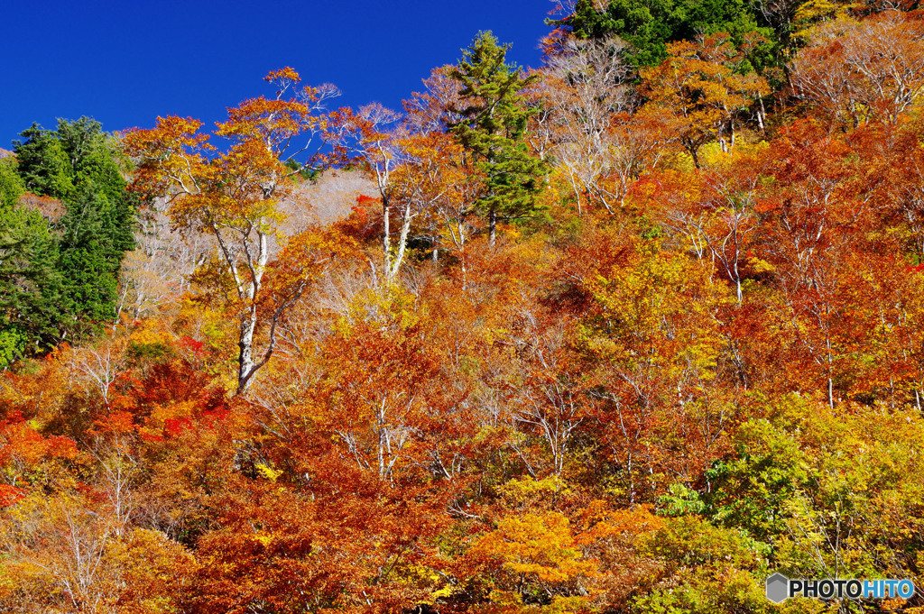 ホワイトロード紅葉１