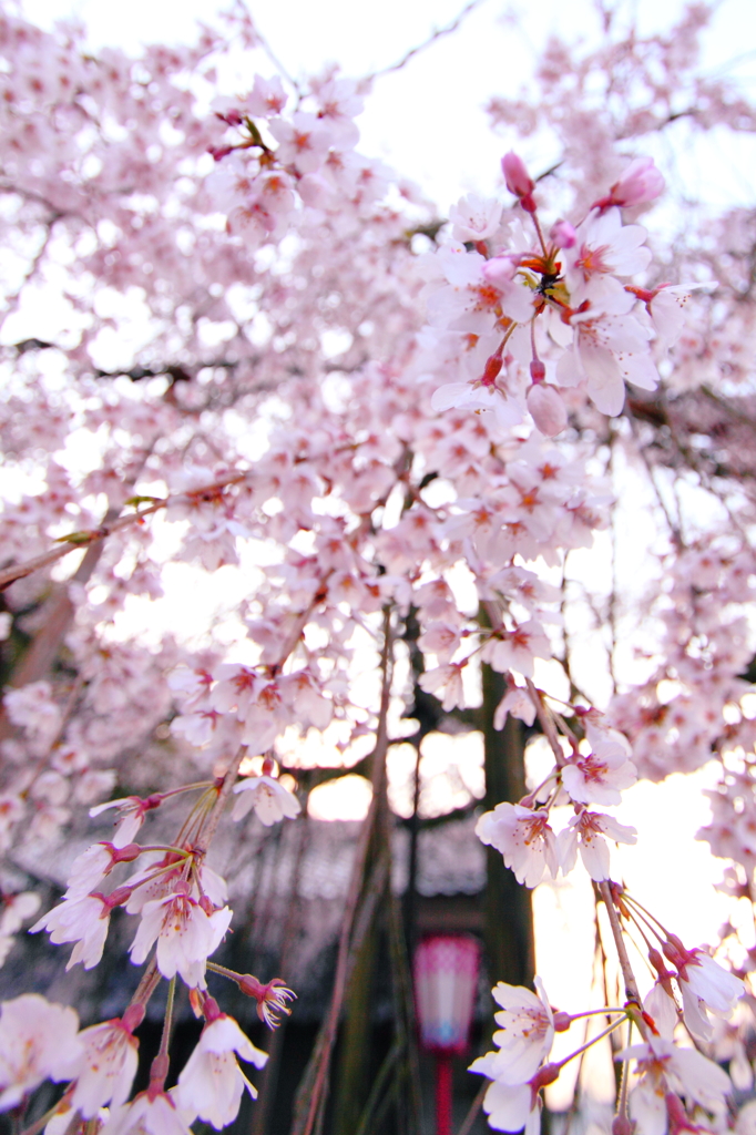 垂れ下がる薄桃色の花びら