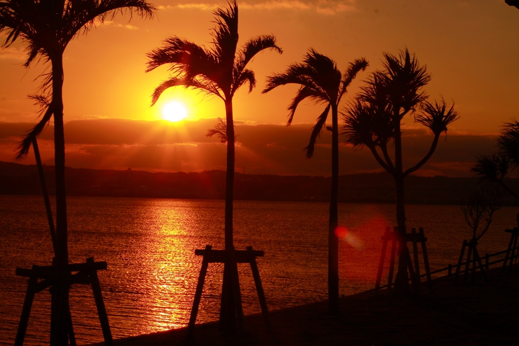 ヤシの木と夕日 By Delphinus Id 写真共有サイト Photohito