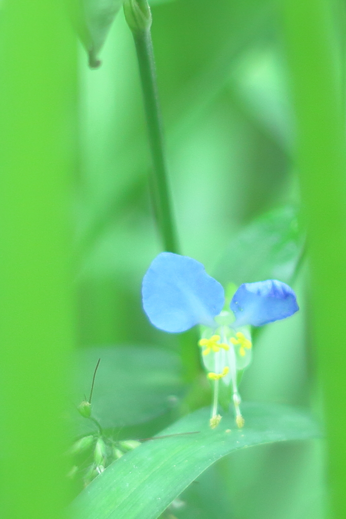 花の妖精