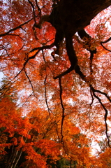 秋色の空
