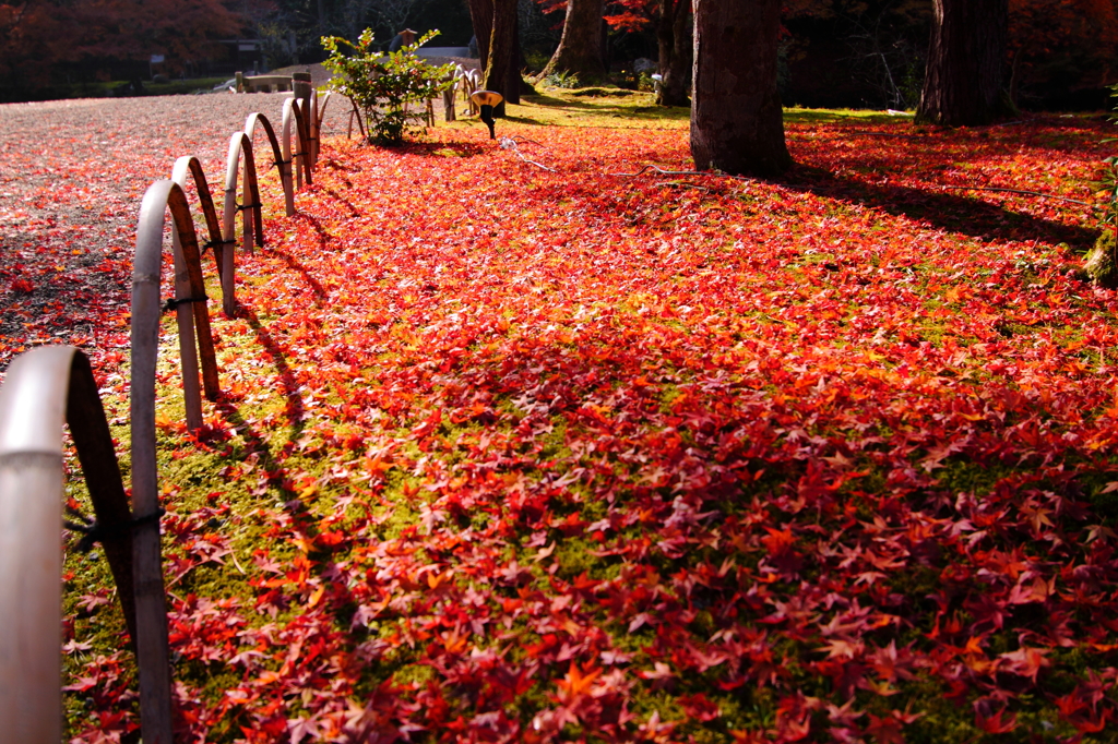 紅い絨毯