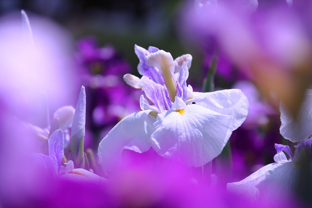 多くの花の隙間から