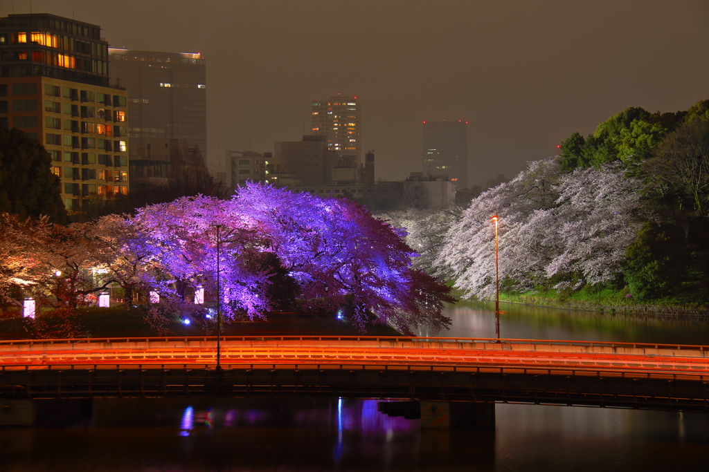 桜　満開！