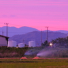 夕暮れのもみ殻焼き