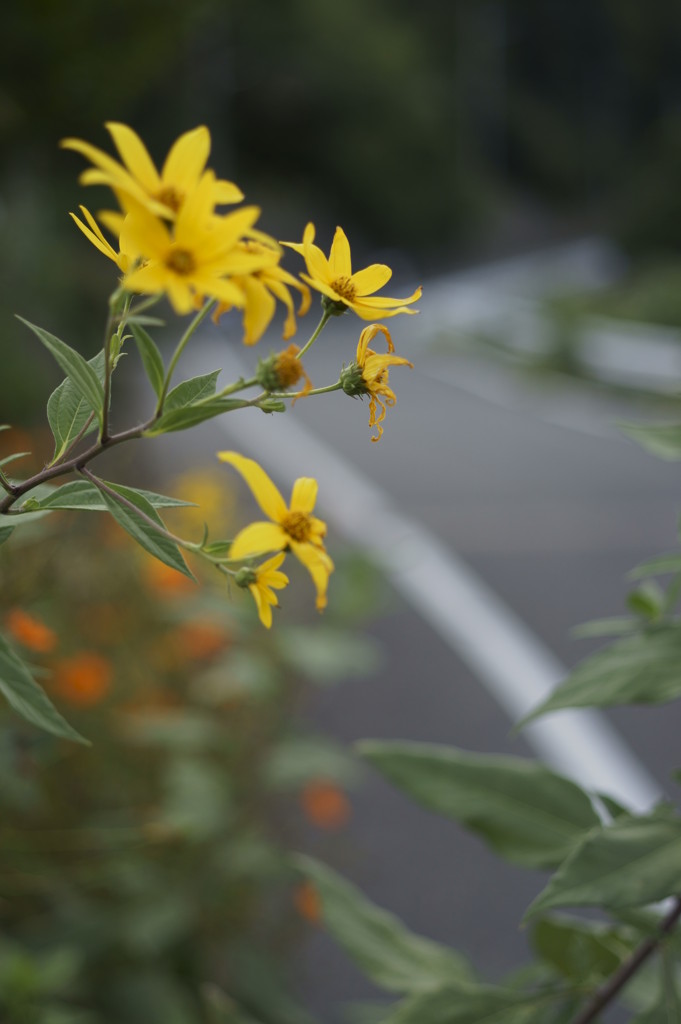 見守る花