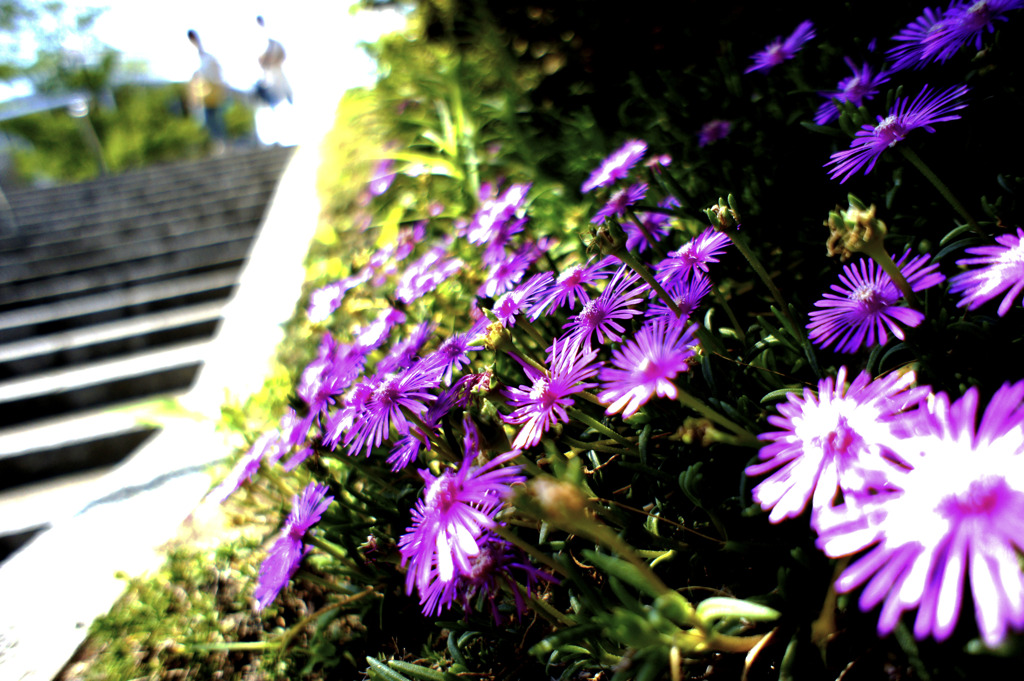 松葉菊と階段