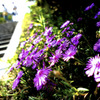 松葉菊と階段